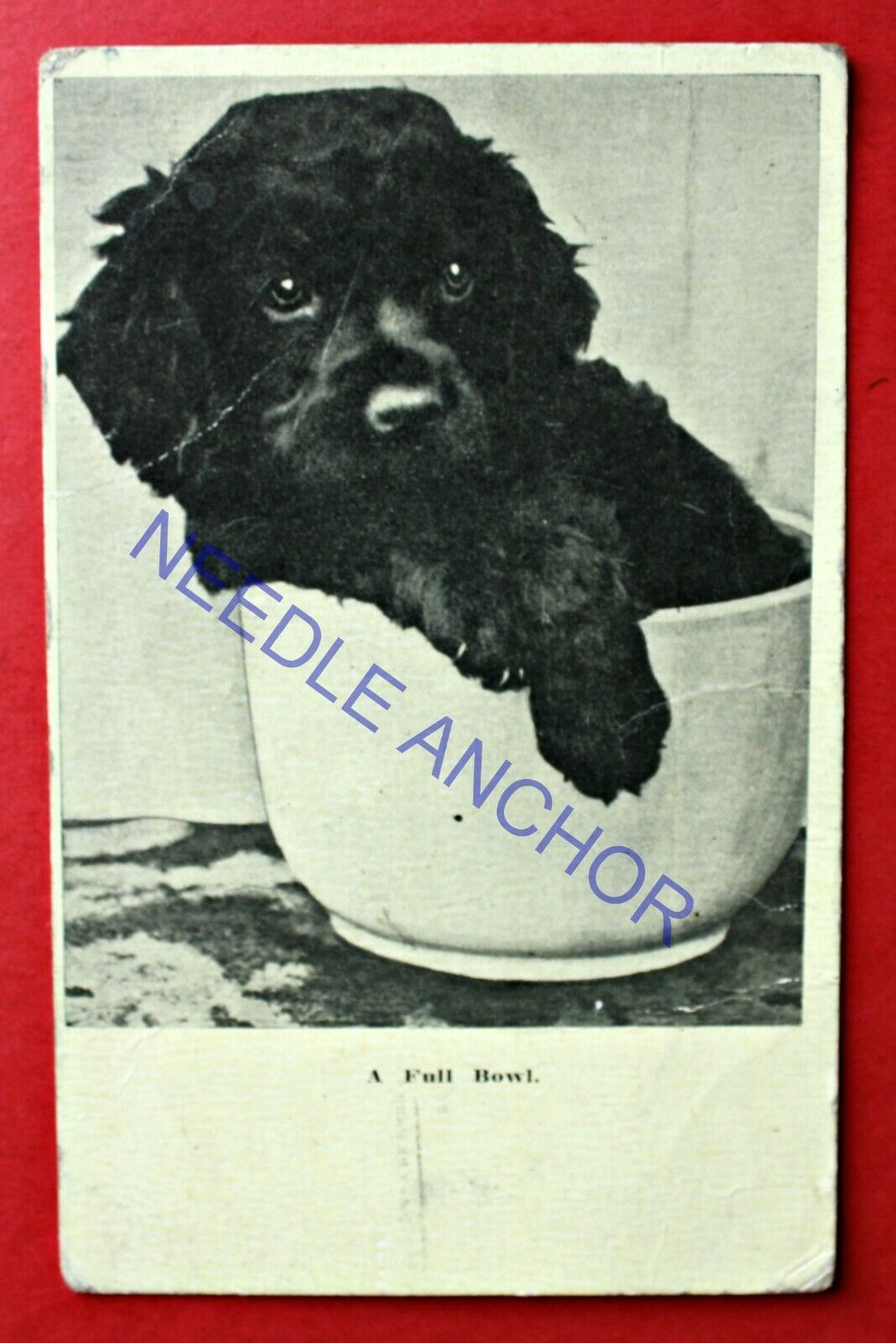 Antique Newfoundland Private Postcard - Newfoundland Puppy Dog  "a Full Bowl"
